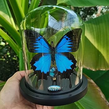 51X5myx+ECL._AC_UF350,